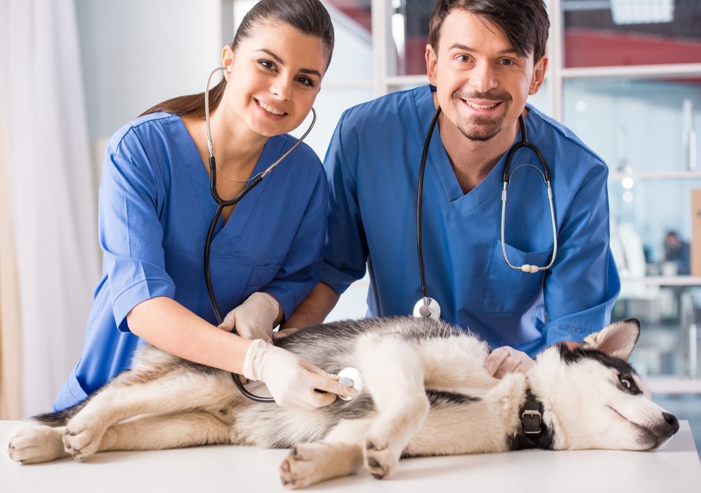 Virtual Business Numbers for Vet Clinics